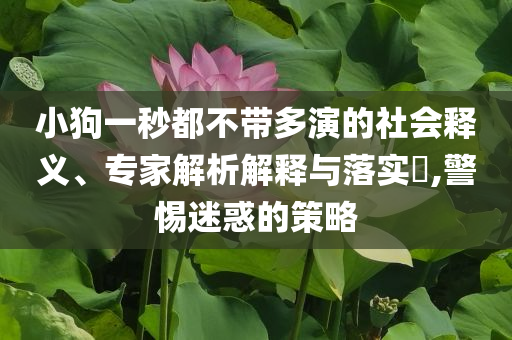 小狗一秒都不帶多演的社會釋義、專家解析解釋與落實?,警惕迷惑的策略